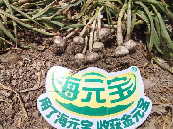 640.webp (12).png 微信图片_20250605174244