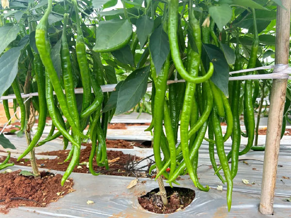 640 (1).webp (8).png 图片